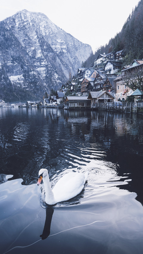 Beautiful Swan in Hallstatt screenshot
