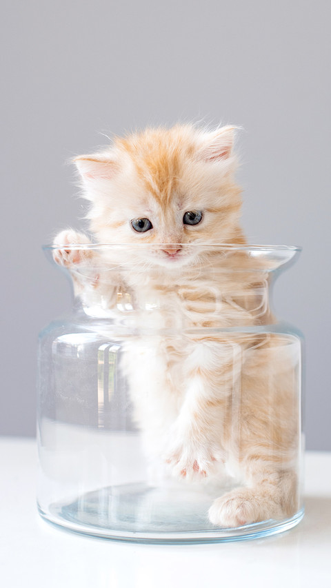 An orange cat in a glass bottle screenshot