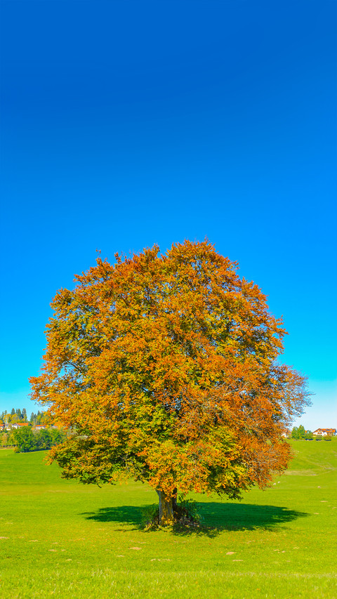 A lonely tree screenshot