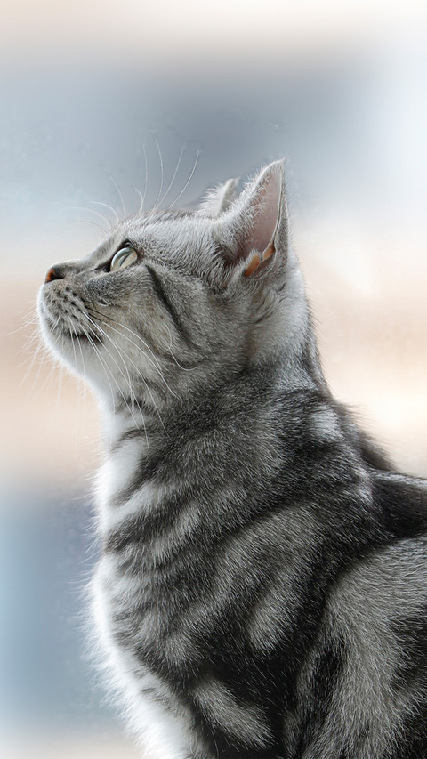 Side view of an american shorthair cat screenshot