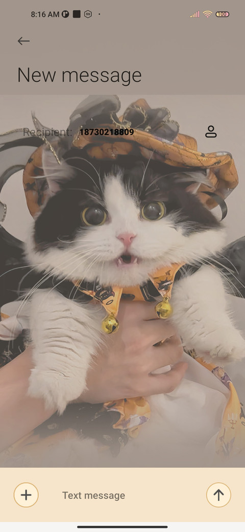 Cute Halloween cat screenshot