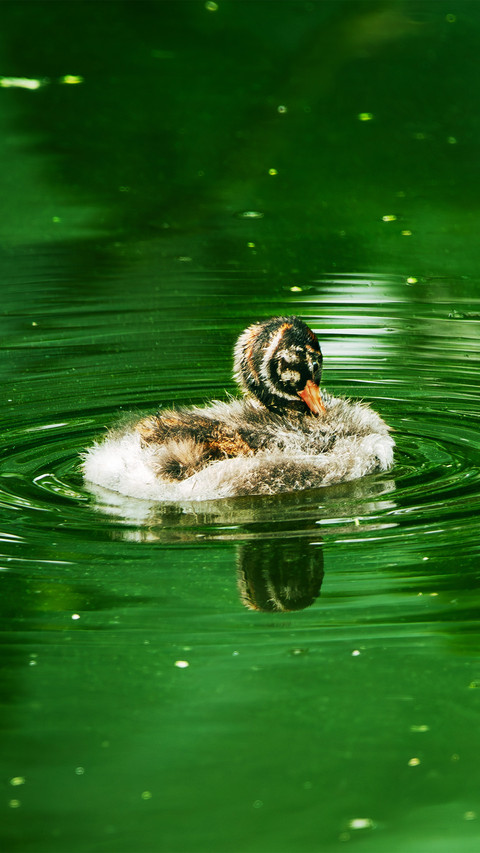 Ducks in the water screenshot