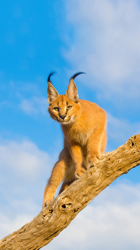 Cats with long antennas on their heads 57 screenshot