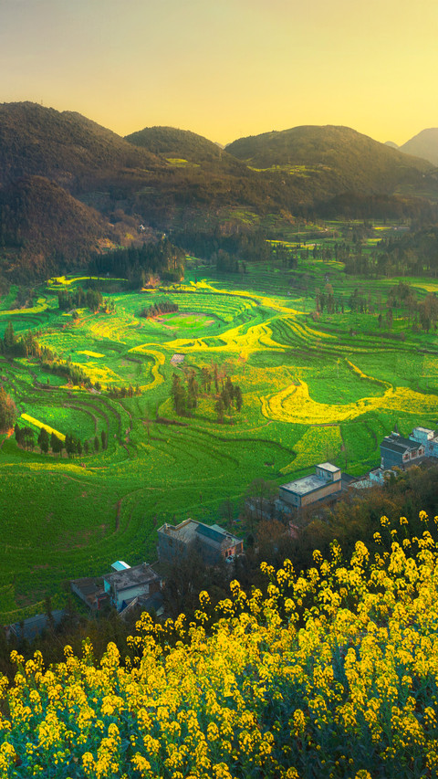 The rape flowers in luosidian luoping screenshot