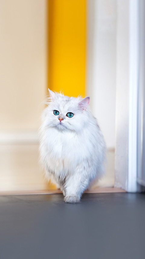 White cat chinchilla on a bright background screenshot
