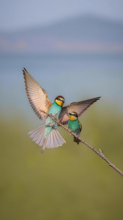 Have you ever seen a bird with an extremely high level of screenshot