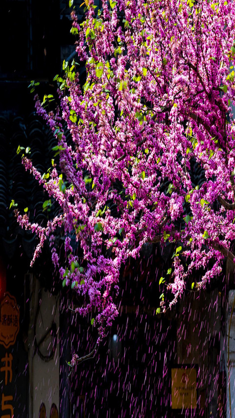 Small flowers in full bloom screenshot
