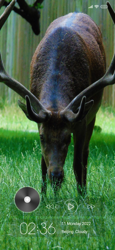 Wildlife four screenshot
