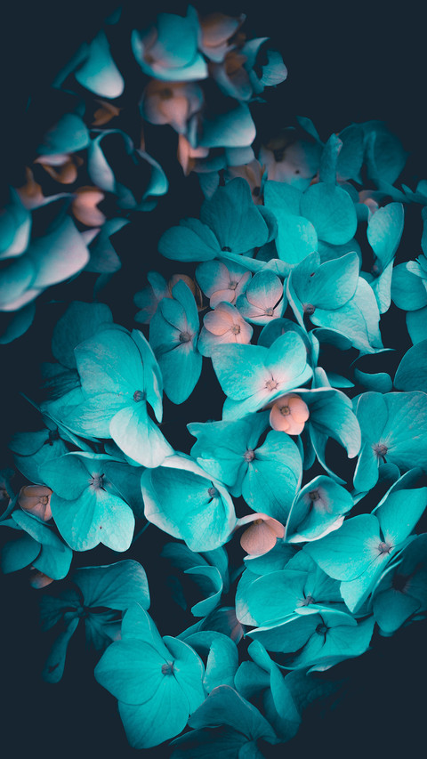 plant (4) screenshot