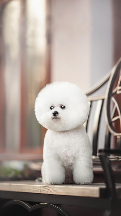 A funny white Bichon Frize with a beautiful haircut screenshot