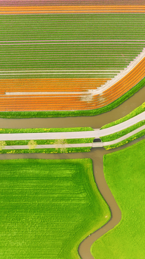 Aerial view of tulip fields in Denmark screenshot