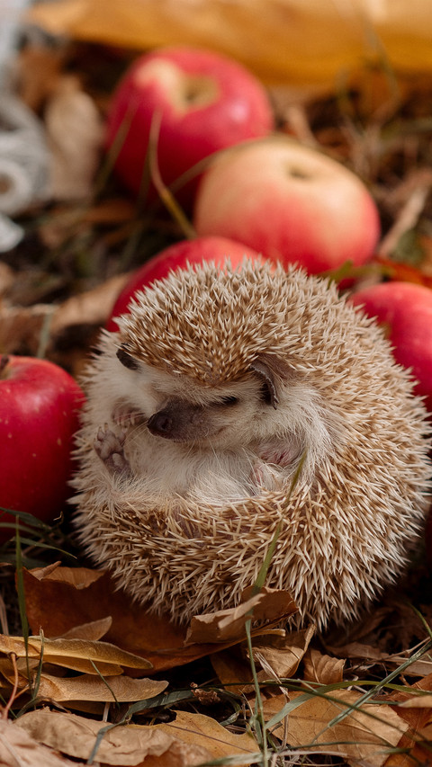 The hedgehog is lying on the fallen leaves screenshot