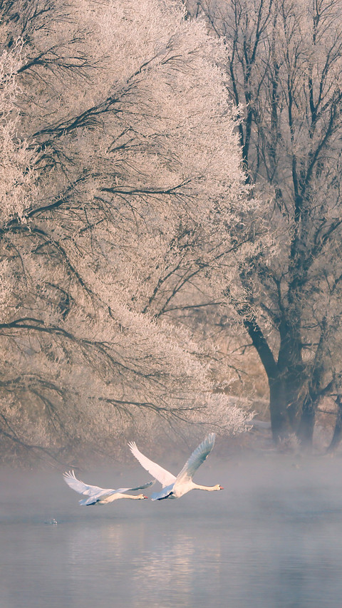 Two feathers break through the mist to meet the morning screenshot