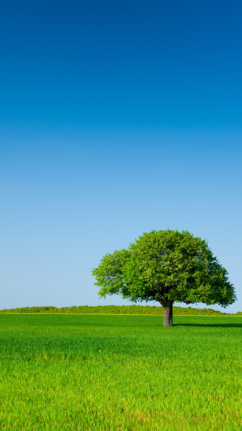 Green eye protection prairie wallpaper screenshot