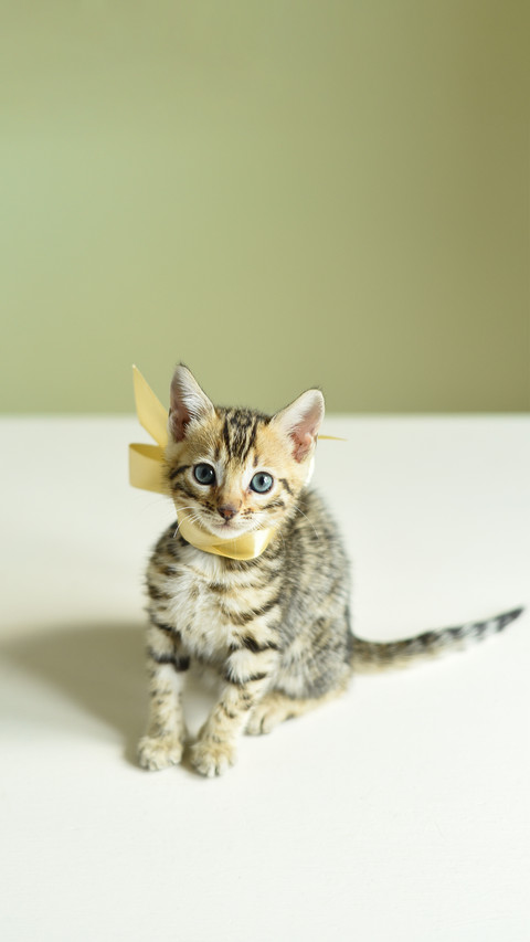 Cute Bengal Kitten on the Wooden Table screenshot