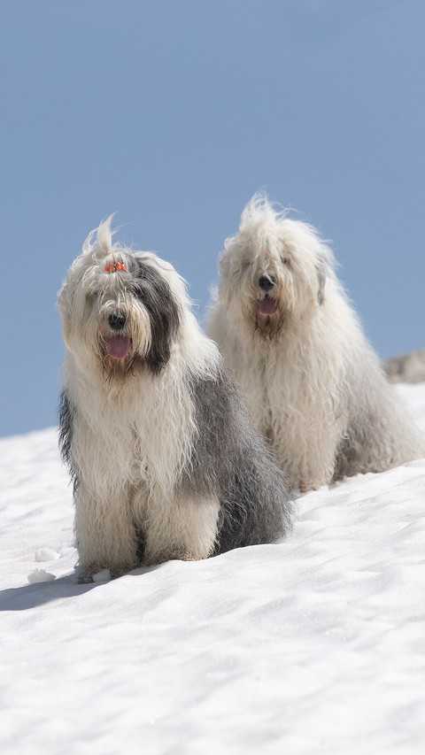 A portrait of a dog on the snow screenshot
