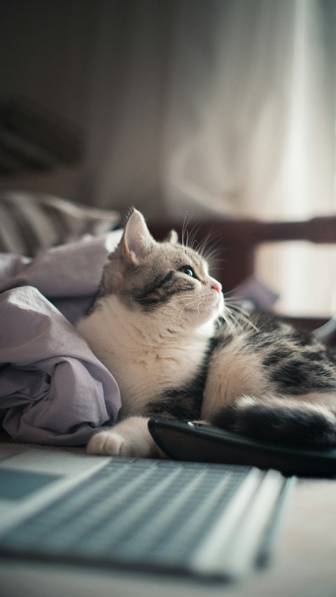 The Lovely Cat Lies on The Bed screenshot