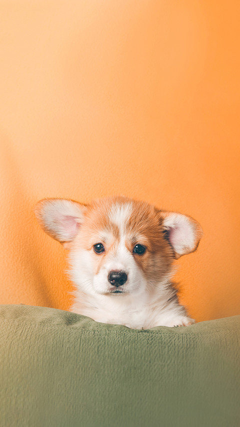 Welsh Corgi Pembroke Puppy Studio screenshot