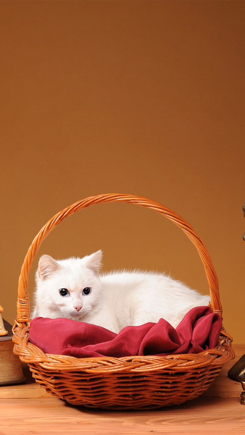 Cute animals-04 screenshot