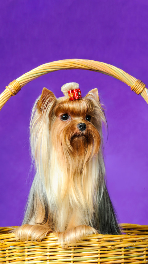 Yorkshire terrier 2 screenshot