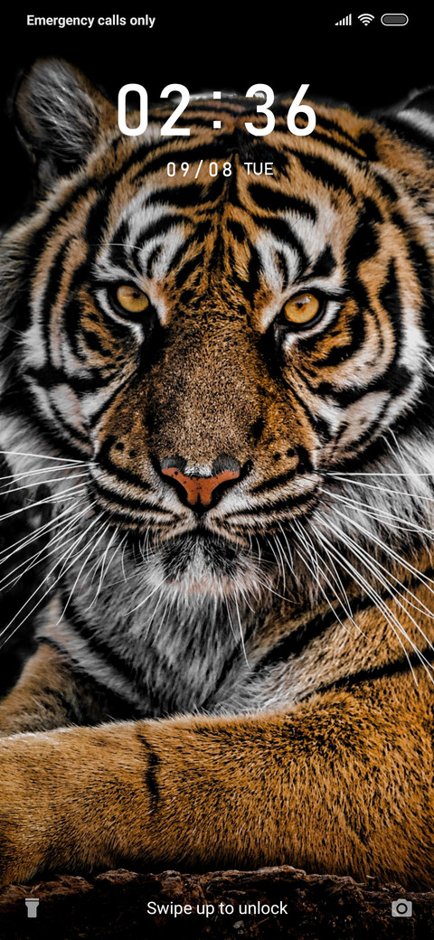 Tiger Face_3MDS screenshot