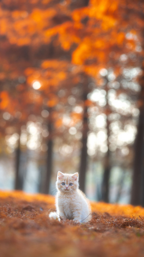 Why do cats wake you up every morning screenshot