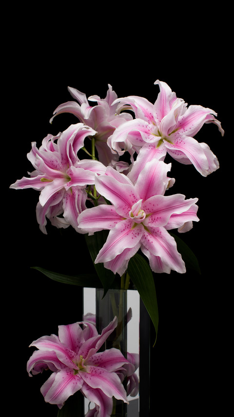 Key purchasing points for key commonly used flower materials screenshot