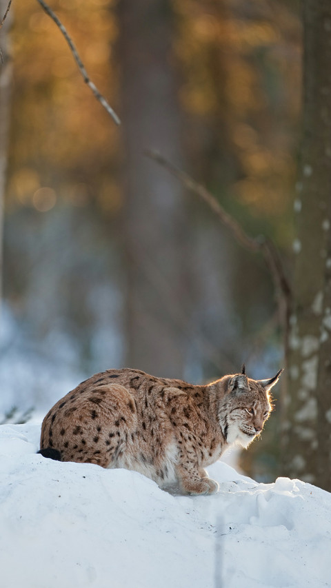 A Lynx Lying Alertly in The Snow screenshot