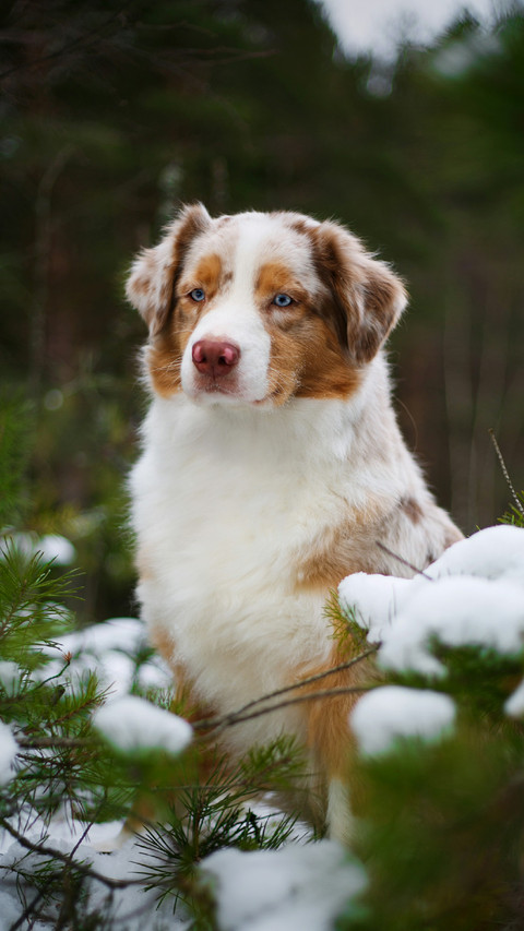 Cute Dog Sitting on The Ground screenshot