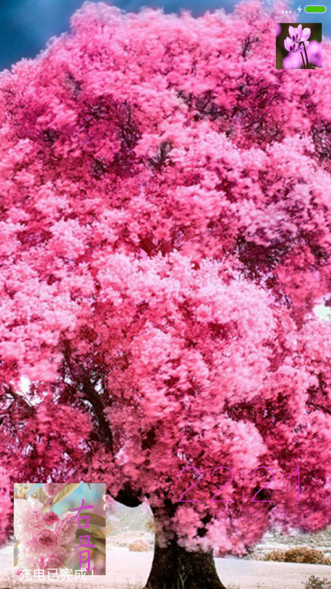 樱花 screenshot