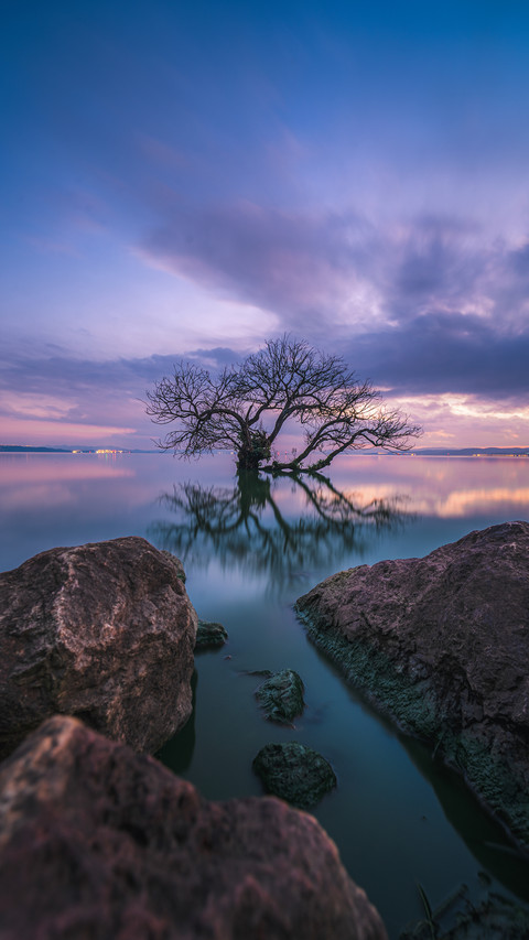 Tree of the Demon World screenshot
