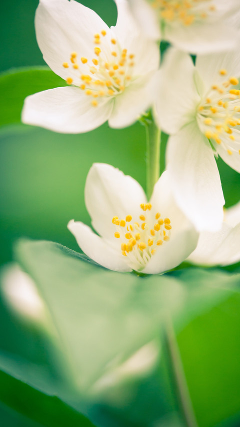 恬静典雅的茉莉花 screenshot
