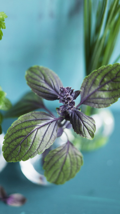 Plants that can be used as natural spices 65 screenshot