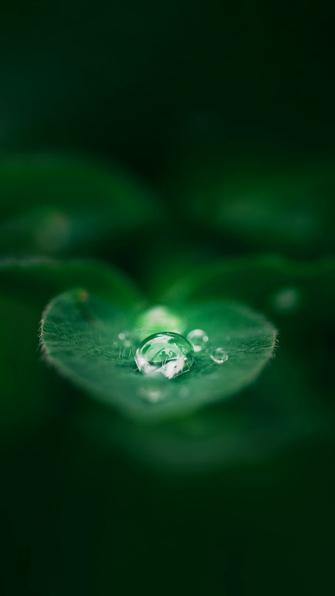 谷雨 与春天的告别 screenshot