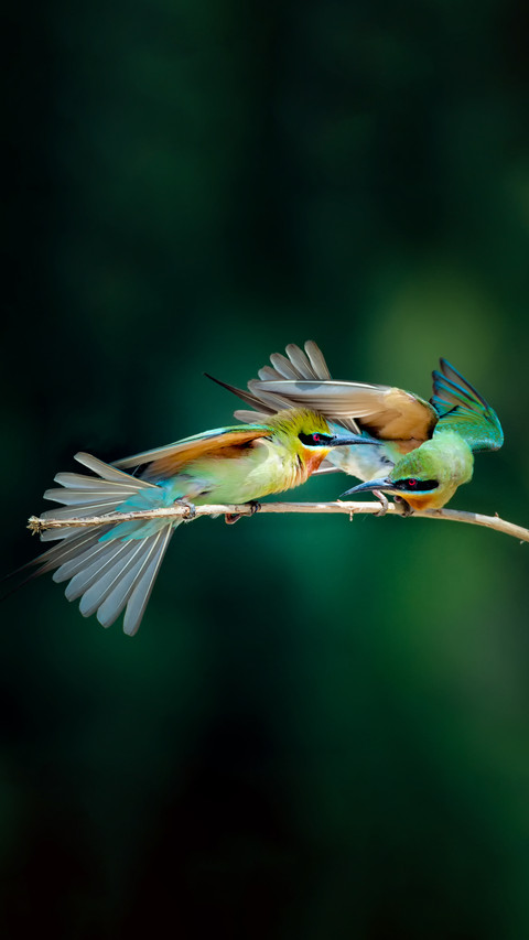 Fight screenshot
