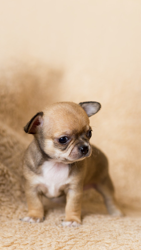 Small chihuahua puppy screenshot