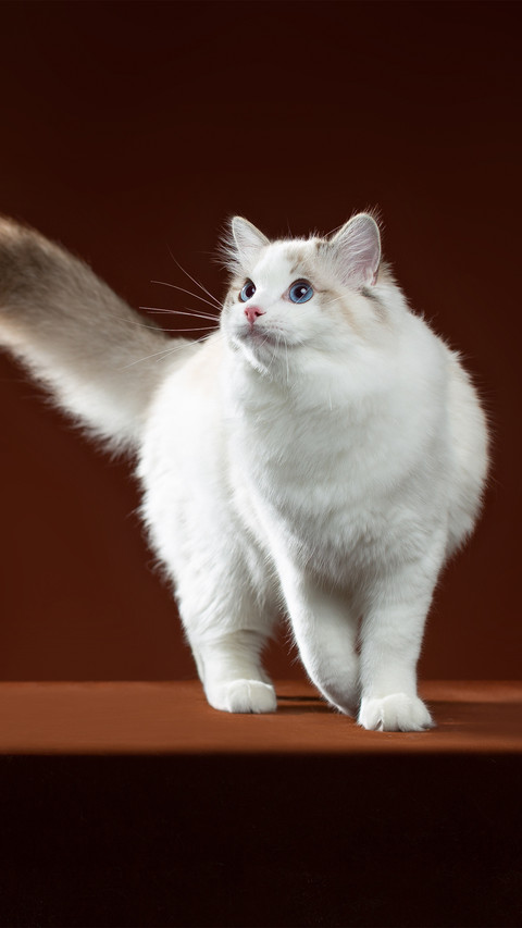 A seductive and graceful ragdoll cat screenshot