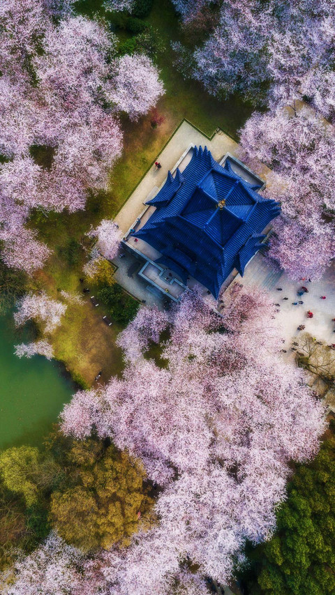赏樱胜地鼋头渚 screenshot