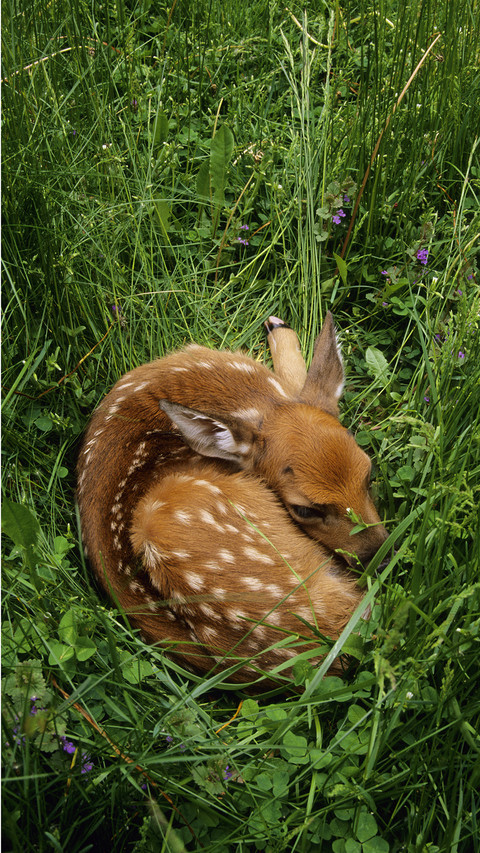 International-Deer screenshot