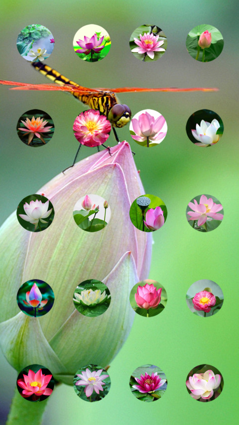 莲花净 screenshot