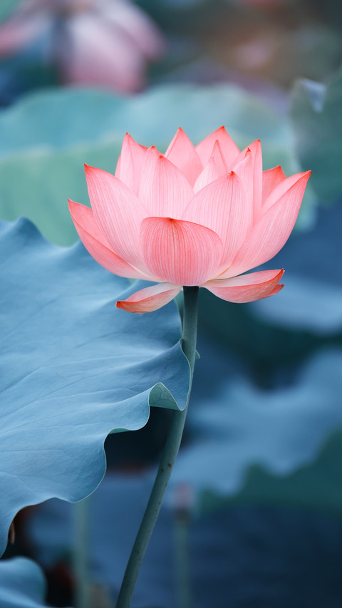 Lotus in summer screenshot