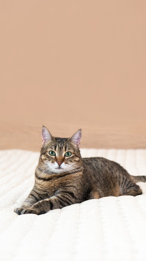 A domestic cat lies comfortably on the bed in the bedroom screenshot