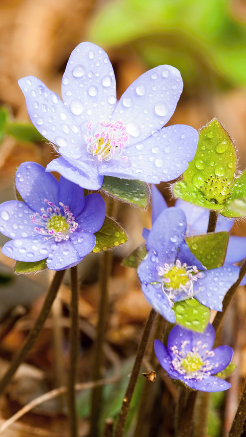Spring screenshot