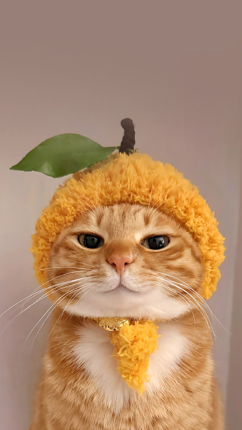 猫咪能有多记仇？ screenshot