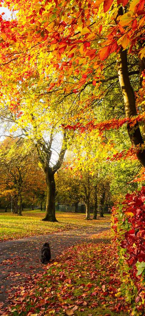 Beautiful Autumn-PAIXIN screenshot