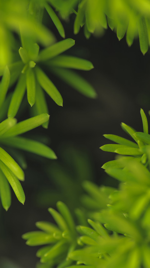 绿色护眼小清新植物-锐景创意 screenshot