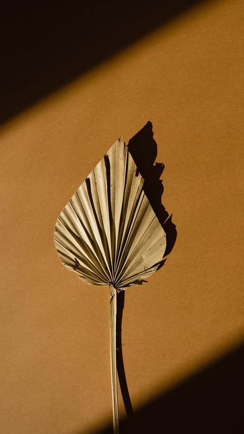 Elegant Aesthetic Dried Fan Leaf with Sunlight Shadows screenshot