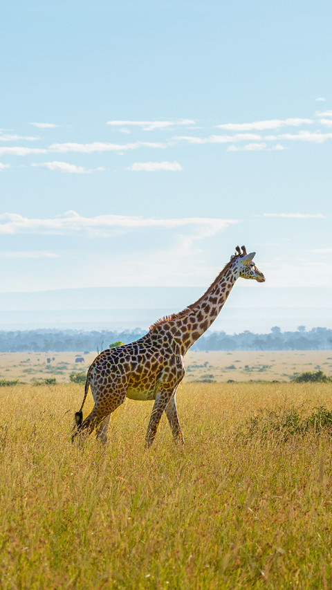 A Giraffe Stands on The Grassland screenshot