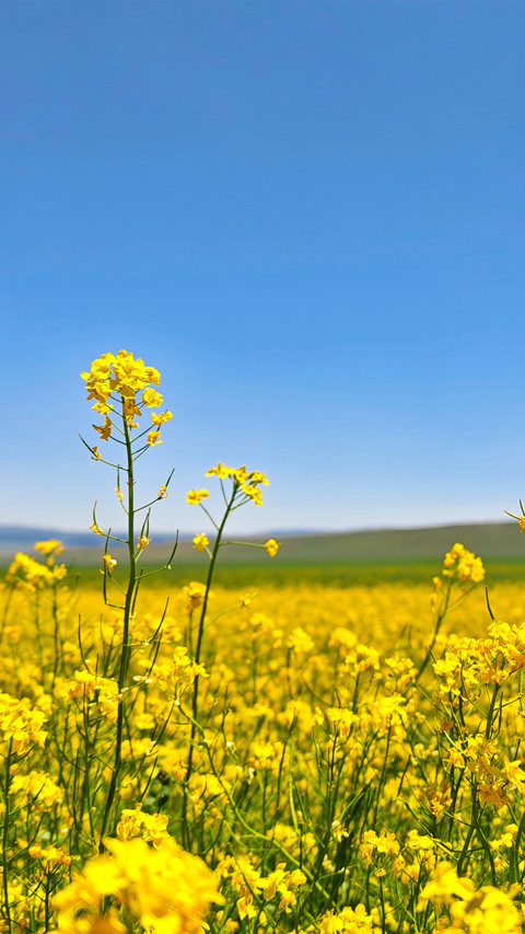 The rape flowers in shandan are in full bloom screenshot