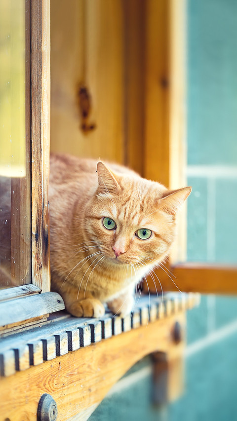 Cats can learn invisibility techniques screenshot